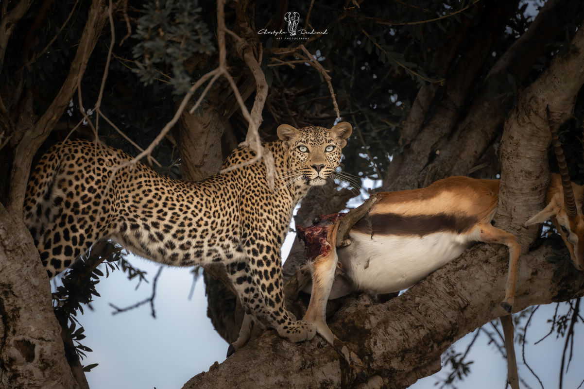 Faulu, léopard du Masai Mara 