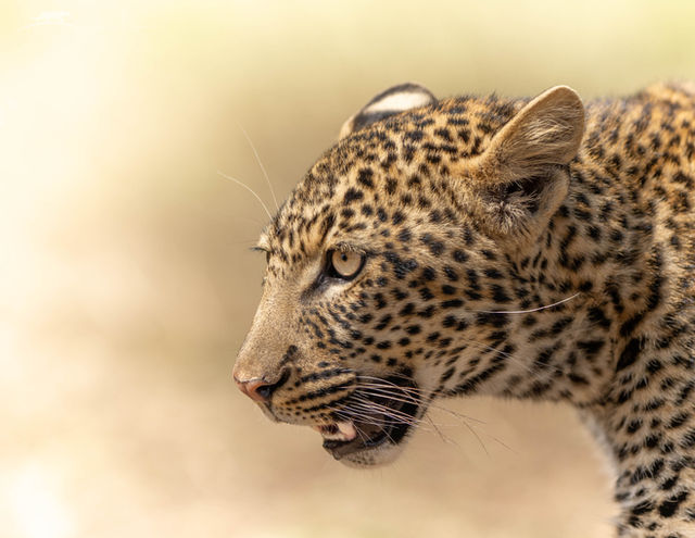 Olomunyak, léopard du Maasai Mara