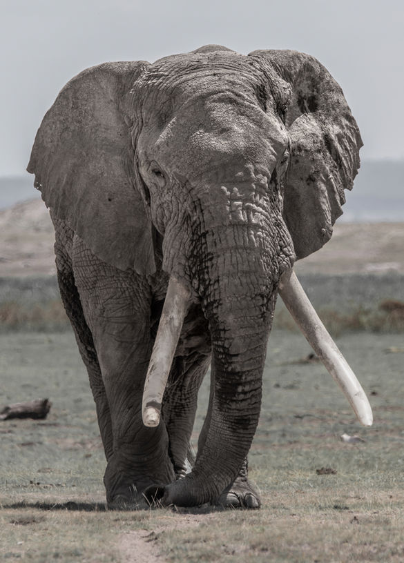Conor elephant big tusker