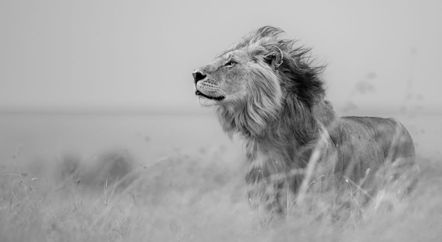 Lorkulup lion, Massaï Mara– photo HD
