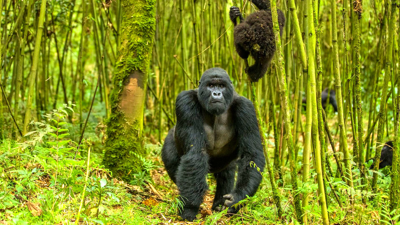 rwanda-volcano-21_edited.jpg