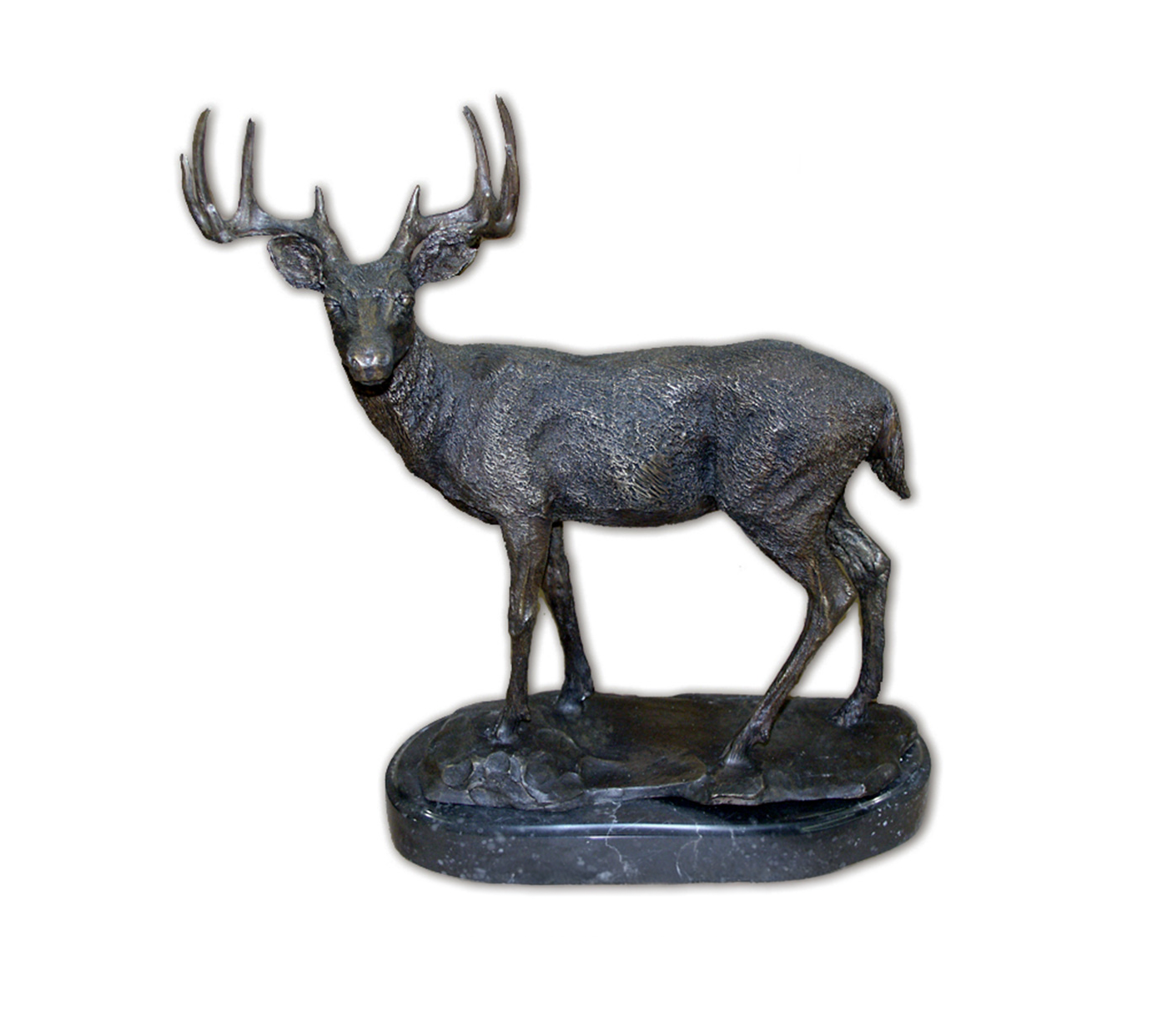 Standing White Tail Deer