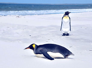 Antarctica Tour