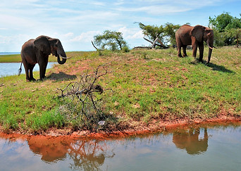 elephant-4250136_1280.jpg