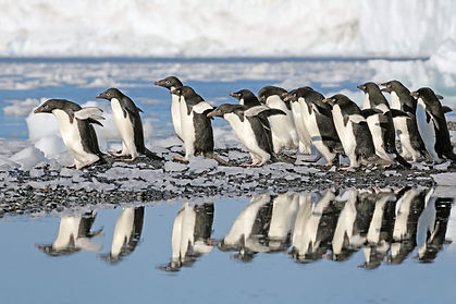 SE-Adélie Penguins-East Antarctica.jpeg
