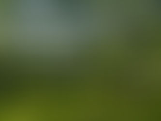 Sunlight filtering through quiet green trees with reflective text about slowing down and noticing the meaningful moments we almost overlook in busy seasons.