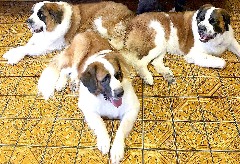 My Saint Bernard babies