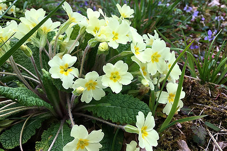 Primrose 5.jpg