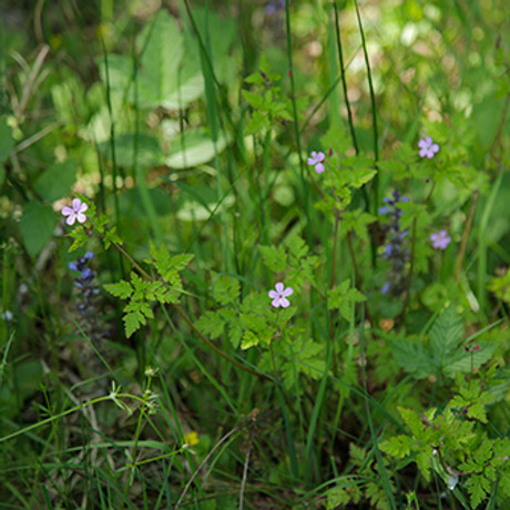 _29A2815 Herb-robert.JPG