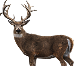 2D Whitetail Deer - Broadside - BeeReal