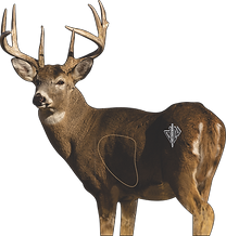 2D Whitetail Deer - Quartering Away