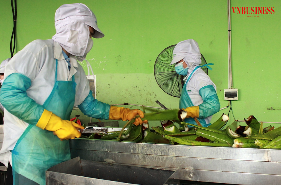 To create a breakthrough for Vietnamese agricultural specialties, businesses need to wisely take advantage of natural advantages and innovate in deep processing.