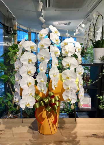 胡蝶蘭3万円 | birdflower