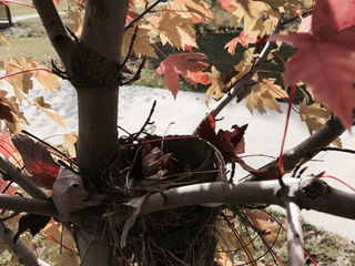 A Nest in Autumn