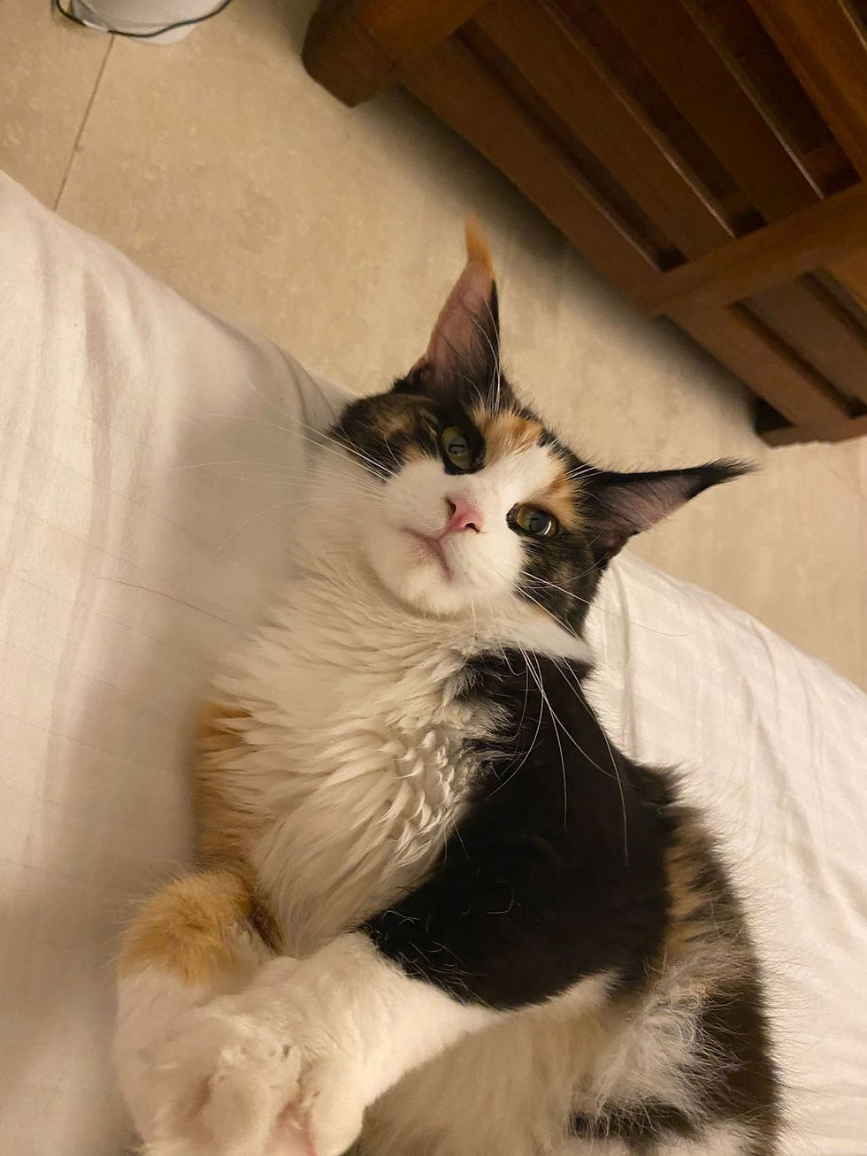 Large Maine Coon cat with tufted ears lying on the floor.