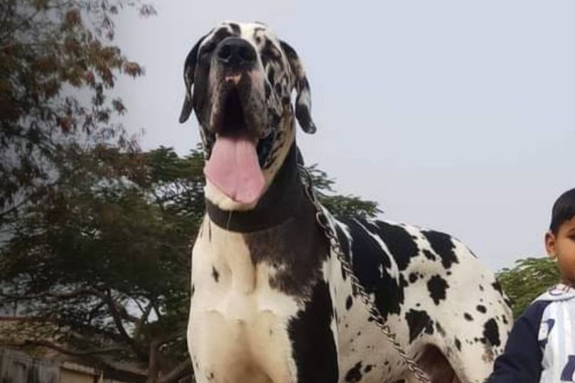 Tall Great Dane standing on a field with ears perked.