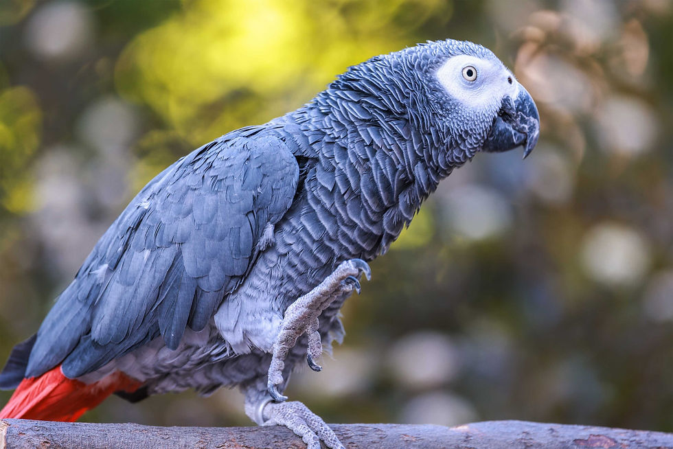 Close-up of African Grey parrot’s intelligent eyes and beak