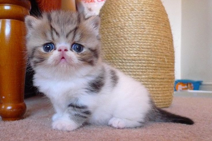 Exotic Shorthair with big golden eyes lying on a rug.
