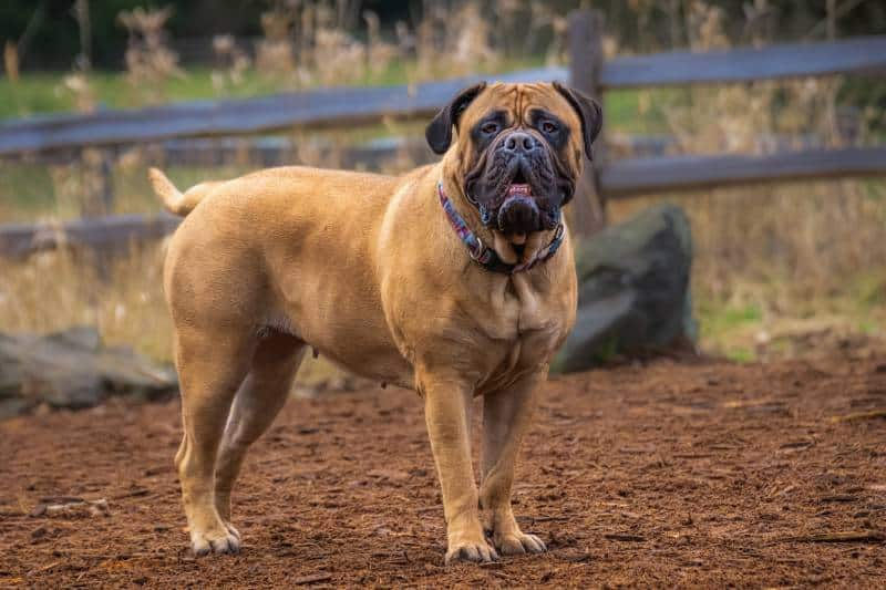 Bullmastiff standing strong in a garden.