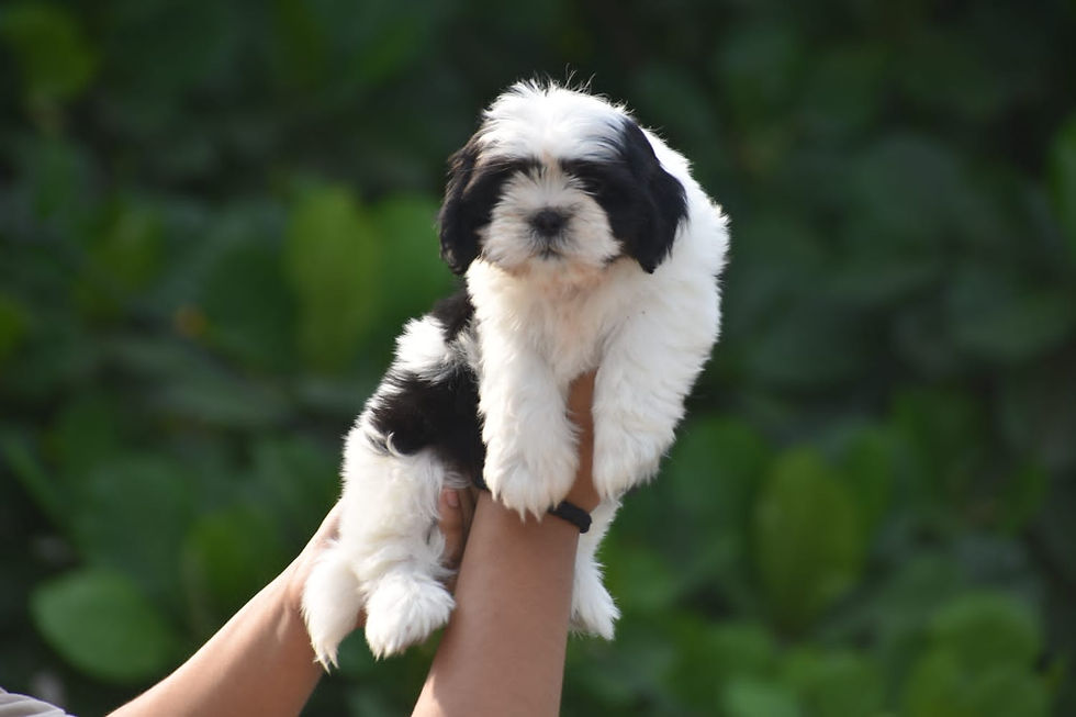 Shih Tzu puppy playing with a chew toy.