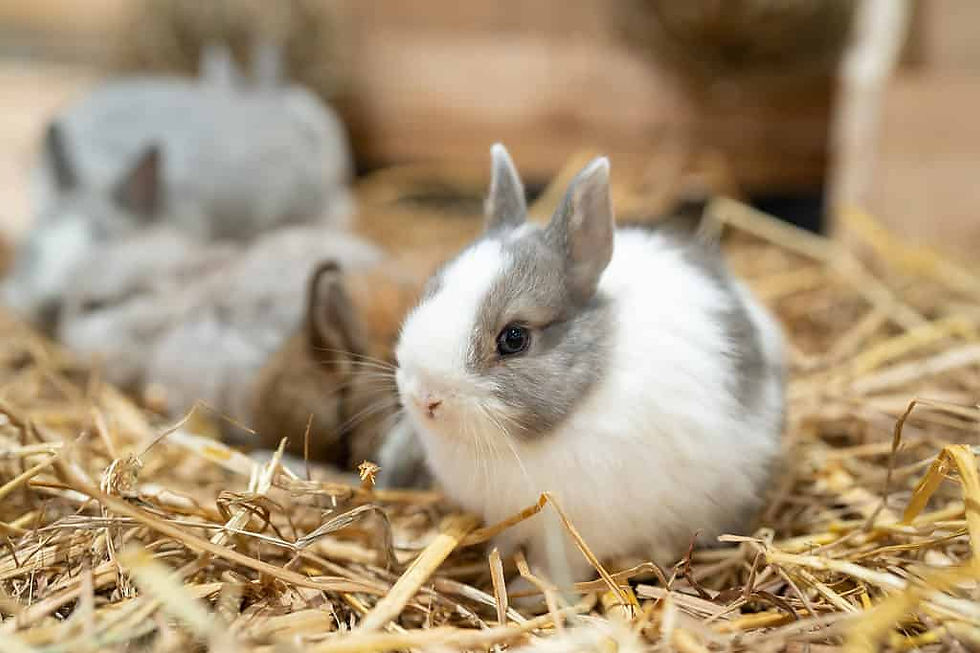 netherlanddwarfrabbit3.jpg
