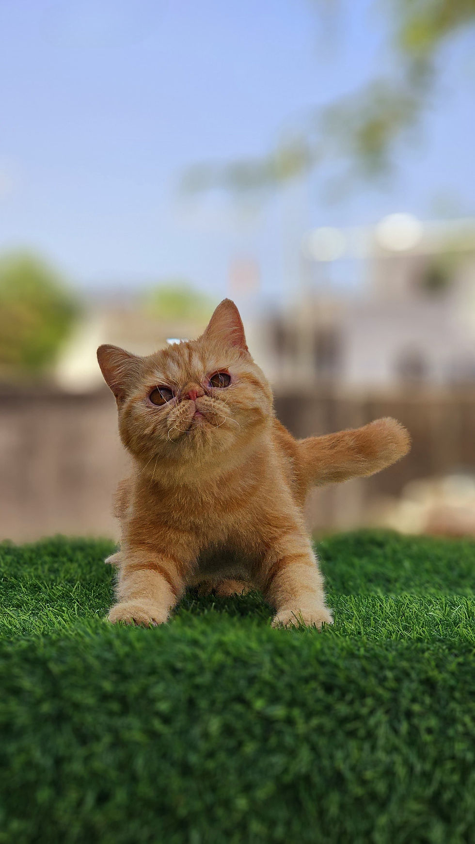 Exotic Shorthair cat with round face sitting on a chair.