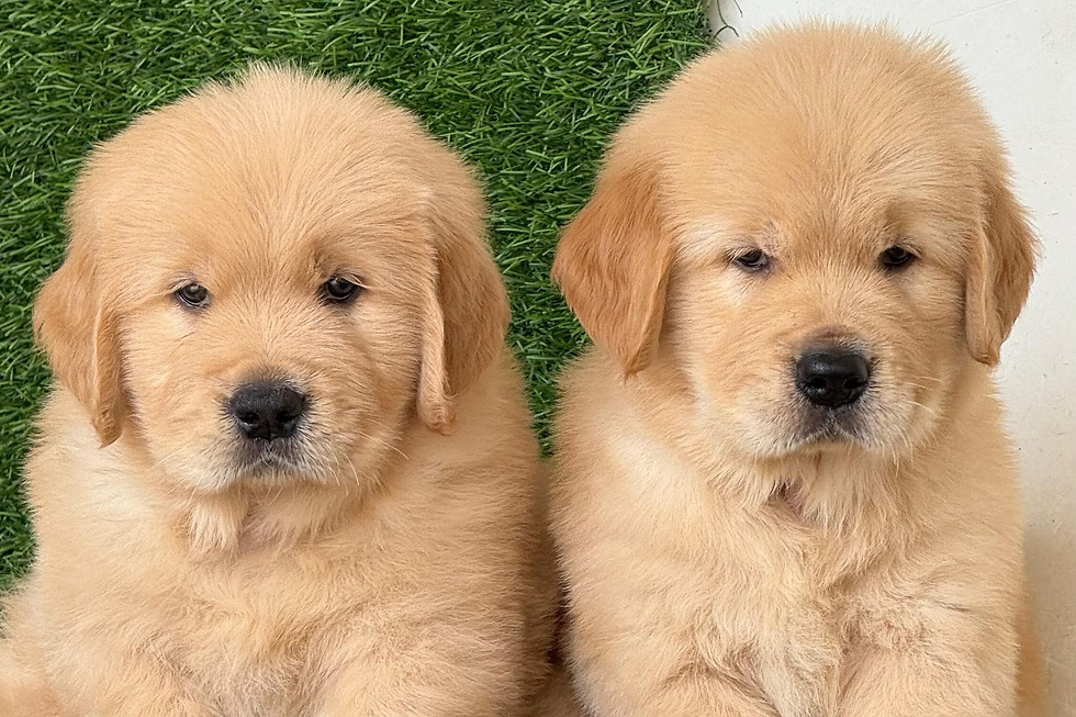 Golden Retriever lying on green grass.