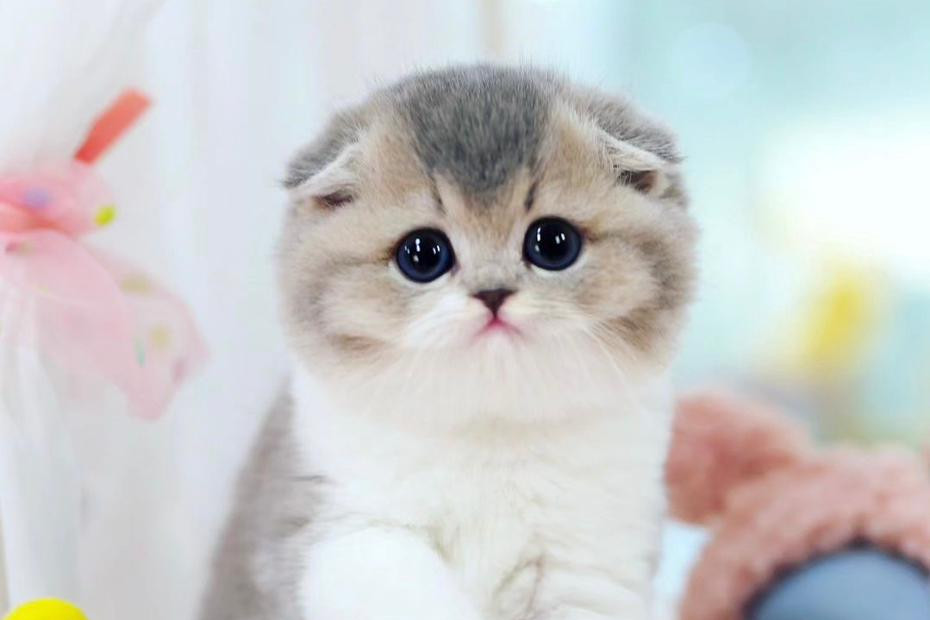 Grey Scottish Fold cat lying on a bedspread.