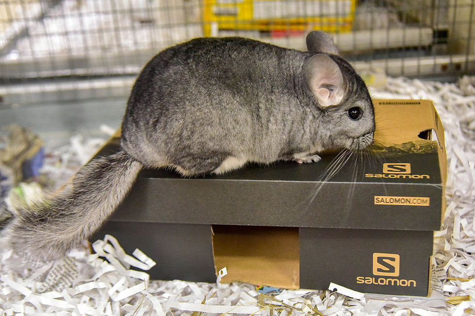 chinchilla2.jpg