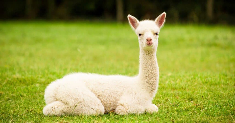 Whitealpaca1.jpg