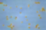 ree