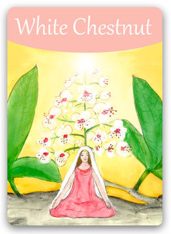 White-Chestnut.jpg