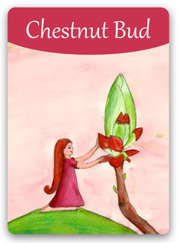 Chestnut-Bud.jpg