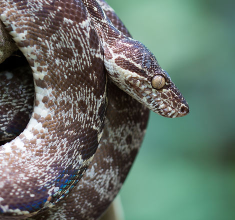 Amazon%20Tree%20Boa%20(Corallus%20hortulanus)_edited.jpg