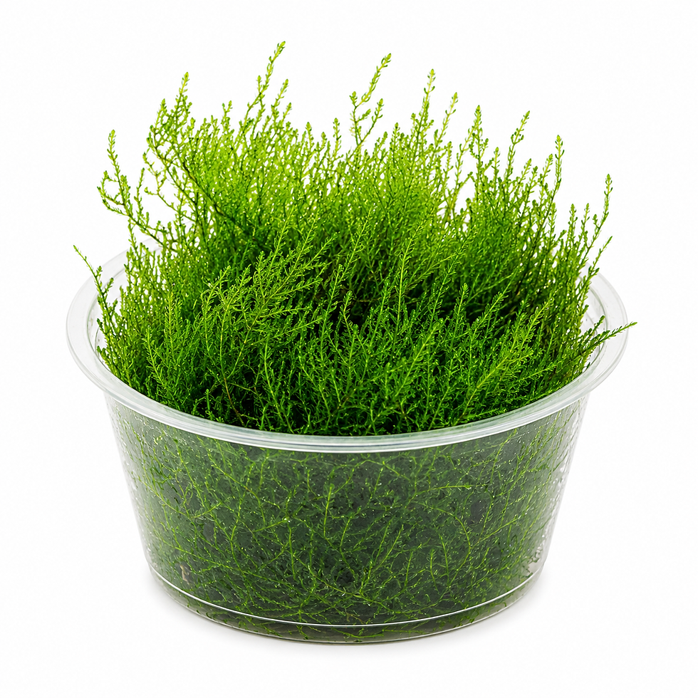 Taiwan Moss (Taxiphyllum alternans) in a clear plastic cup