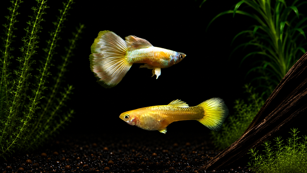 Two Full Gold guppies swimming in a planted aquarium.