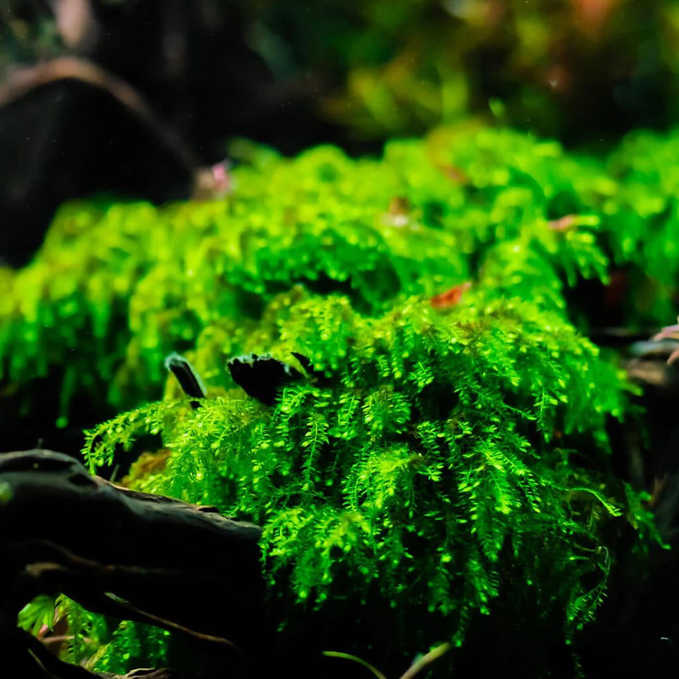 Lush green Weeping Moss growing on driftwood in an aquarium