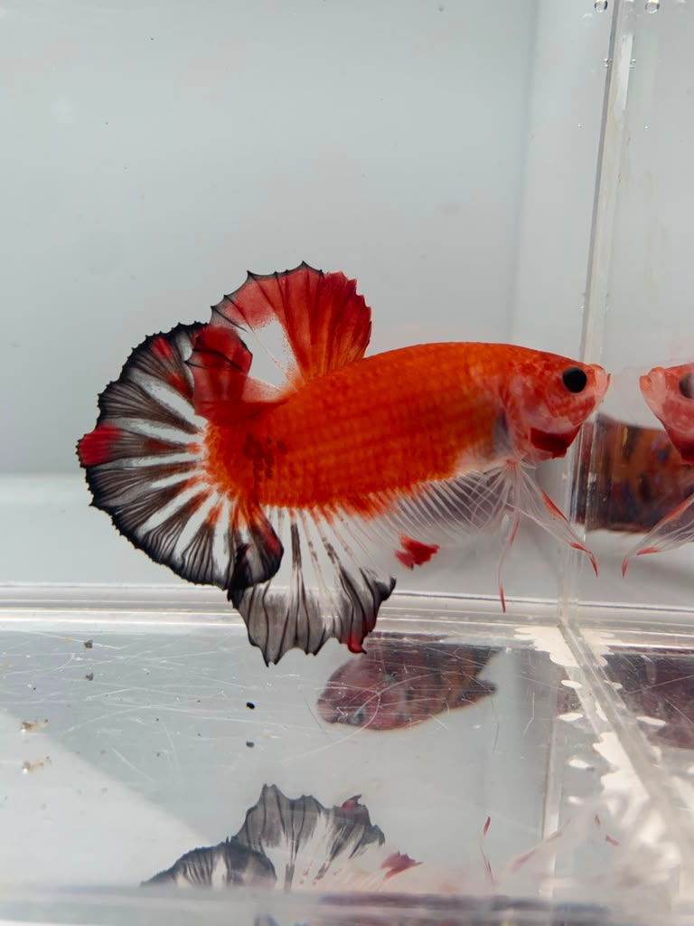 pez betta vivo de agua tropical para acuario fish bettas guppy hm halfmoon Plakat HMPK