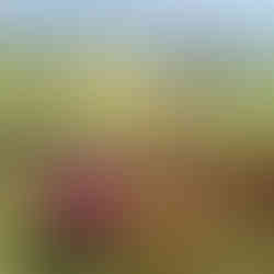 Alpaca Experience Scotland