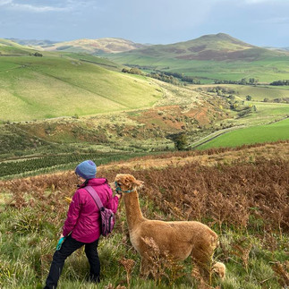 Alpaca Experience Scotland