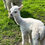 Thumbnail: Adopt a Beirhope Baby Alpaca