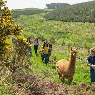 Alpaca Experience Scotland