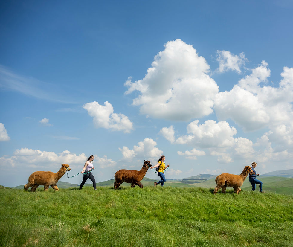 Alpaca Trekking in the Cheviot Hills