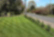 lawn care moss treatment cb8 ousden.jpg