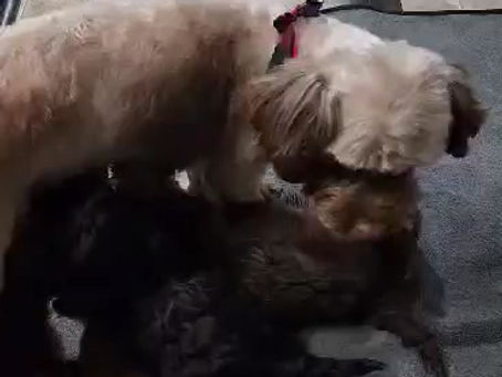 Puppy Update Videos 1 & 2