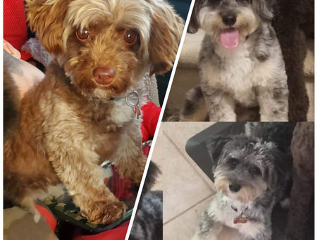 Bailey is Expecting!