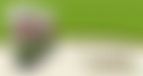 Esponja com fibras naturais