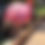 Thumbnail: Flamingo (Freddy)