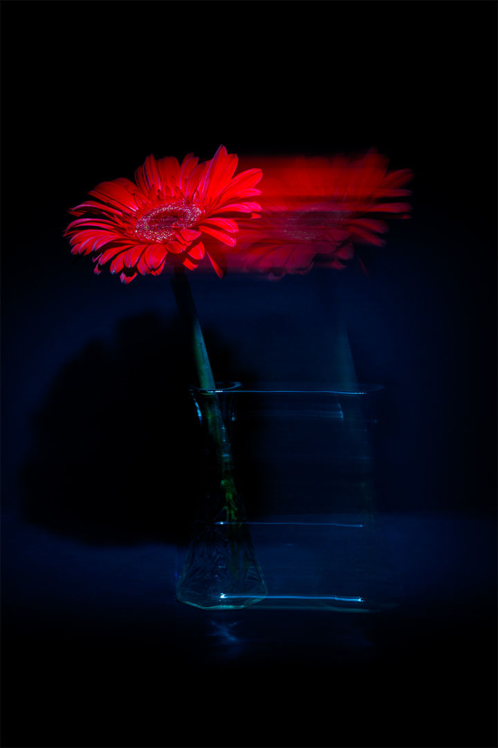 Daisy in Motion by Ed Zukowski