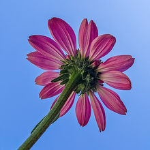 3 - Beauty From Beneath the Petals